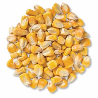 Maize / Corn