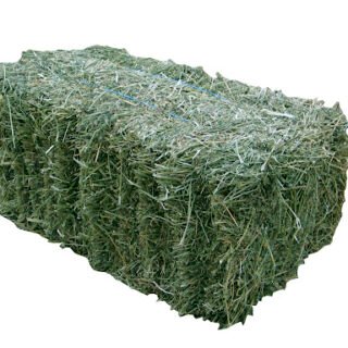 Alfalfa Hay